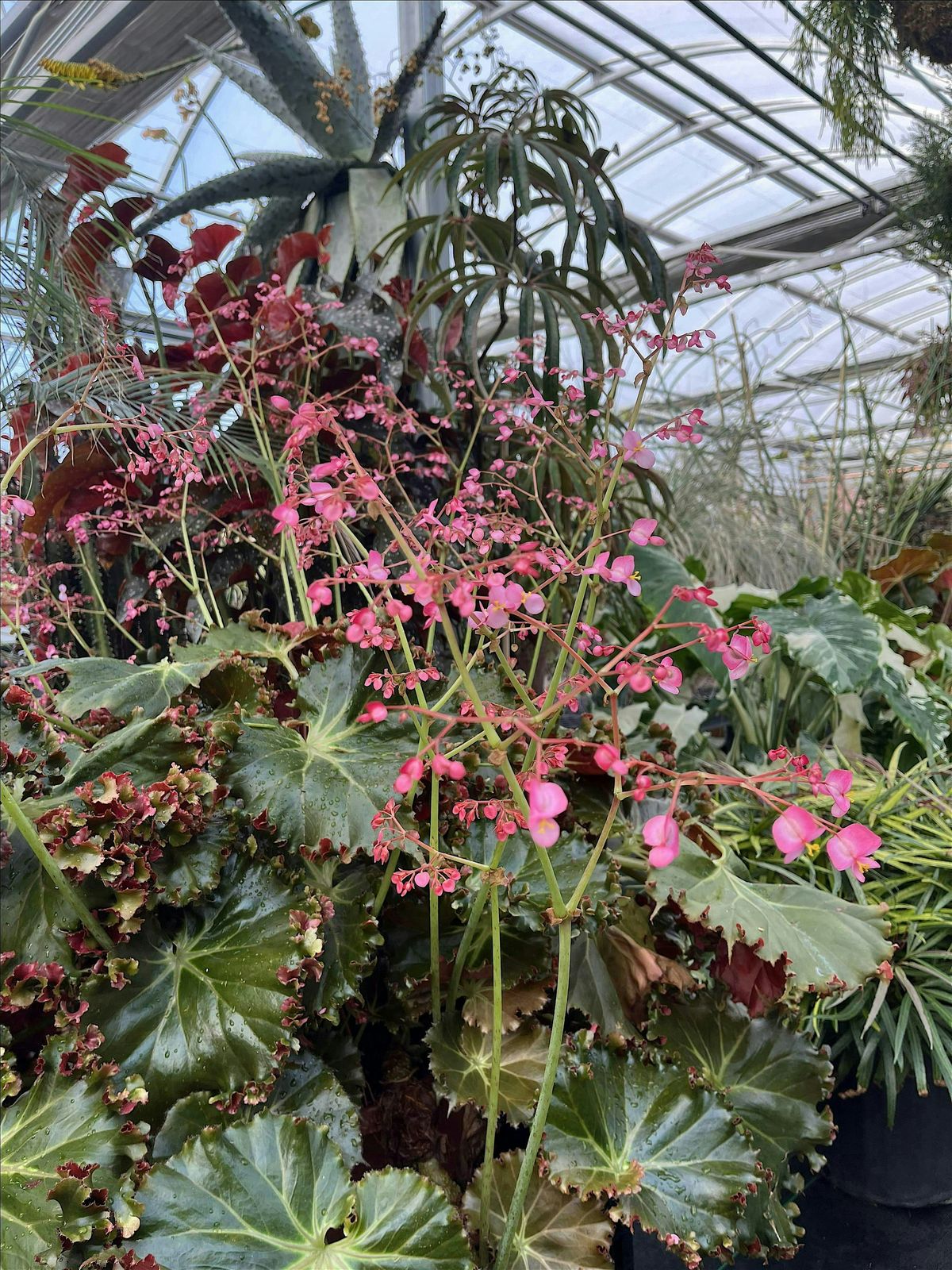 Making More Plants: Propagation, 18 June | Event in Mattituck | AllEvents