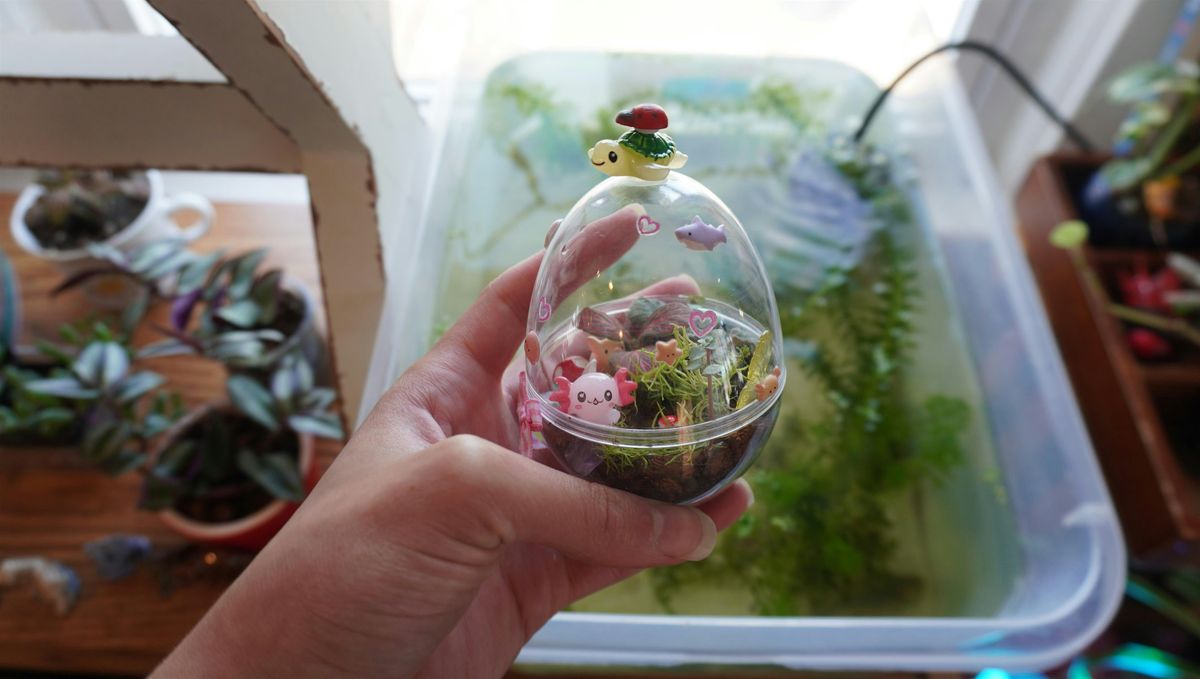 Feed the Baby Axolotls & Make a Terrarium!, 20 July | Event in Olney | AllEvents