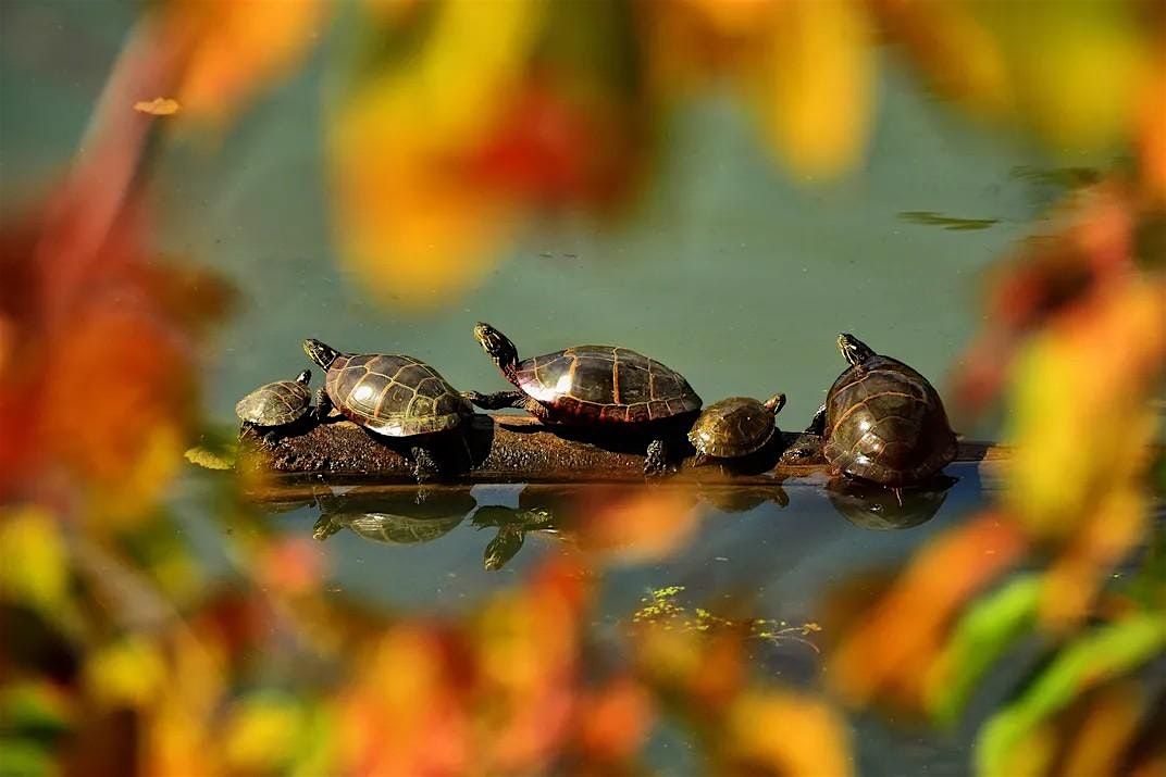 It's Turtle Time!, 13 September | Event in Hillsborough Township | AllEvents