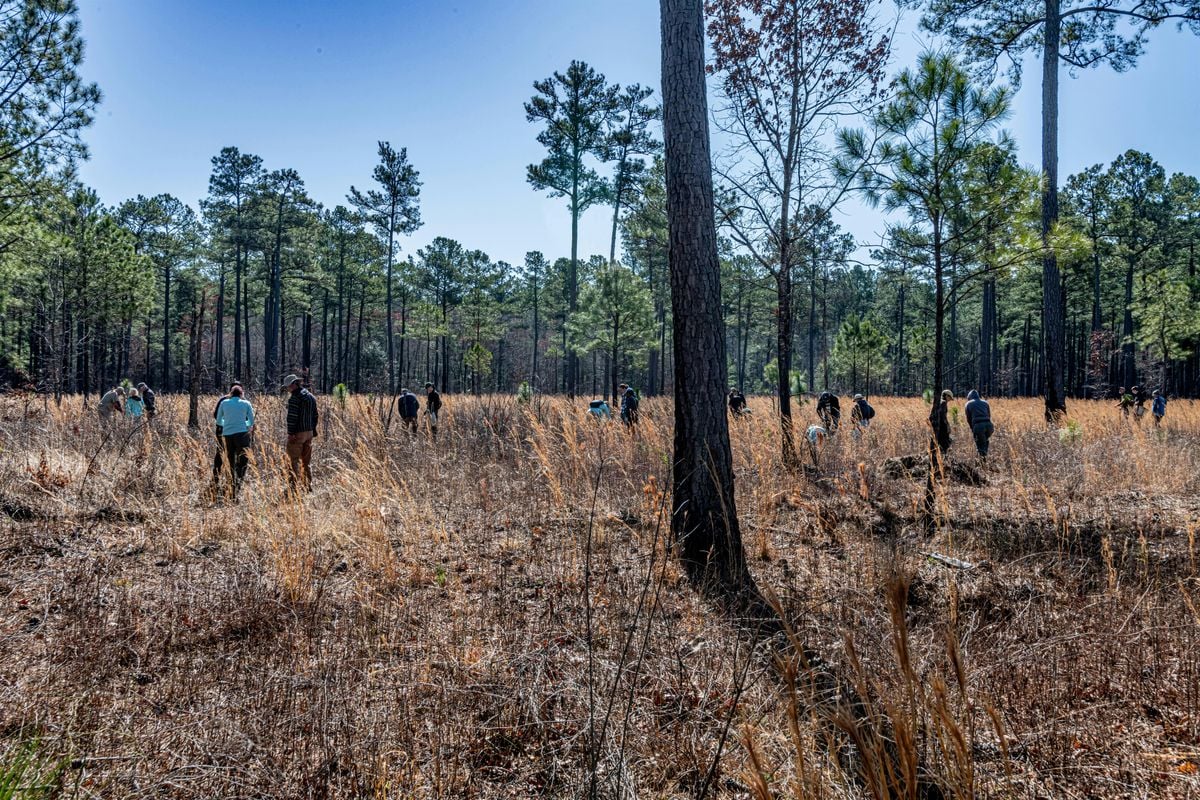 Native Seed Collection in the Virginia Pinelands, 11 November | Event in Wakefield | AllEvents