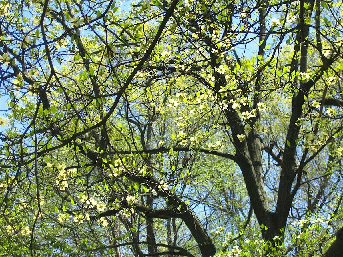 Spring wildflowers of Cunningham Park, Queens, 11 May | Event in Queens | AllEvents