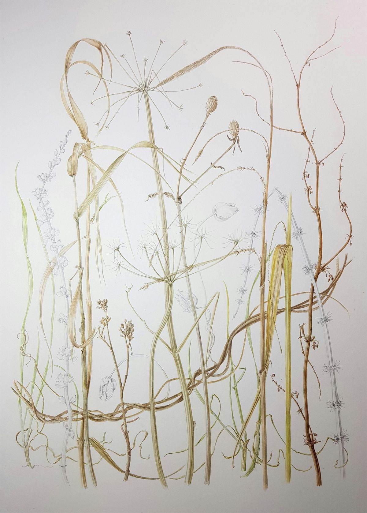 December Botanical Painting Workshop, 10 December | Event in Salisbury | AllEvents