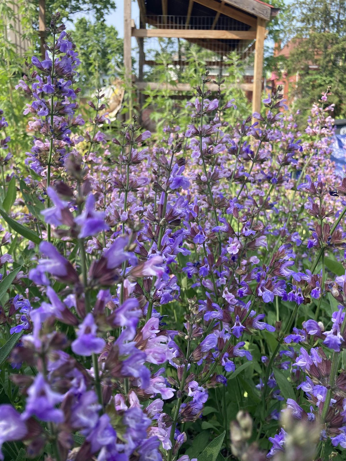 Sage Class @ Melrose Garden, 27 August | Event in Cincinnati | AllEvents