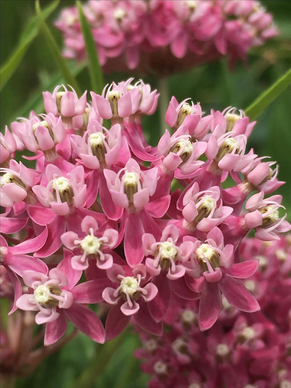 Wildflower  Hike, 17 July | Event in Boulder | AllEvents