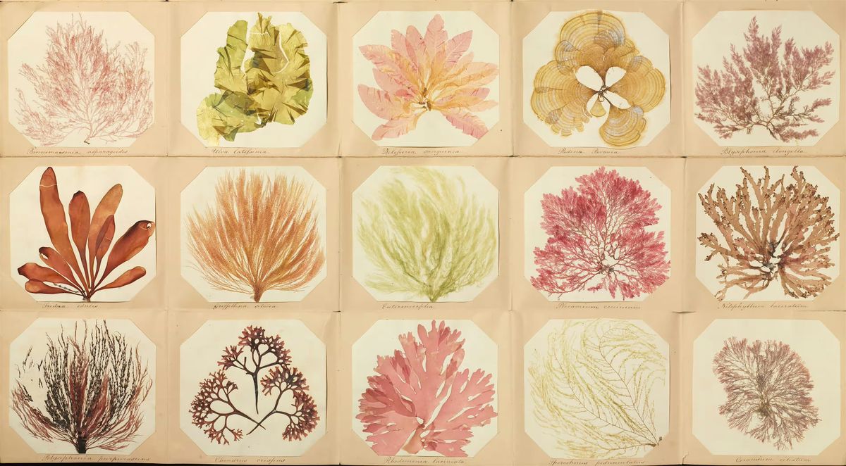 Seaweed Pressing - Hands on workshop!, 8 August | Event in Port Hadlock-Irondale | AllEvents