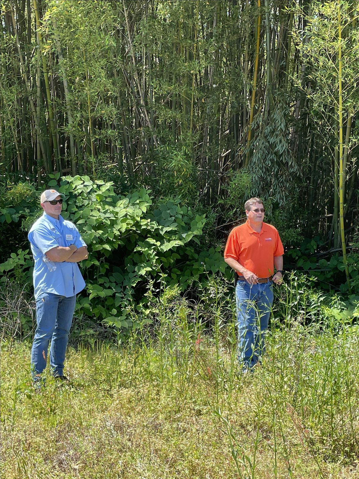 Urban Invasive Plants: Identification & Control of Common Species-Rock Hill, 29 May | Event in Rock Hill
