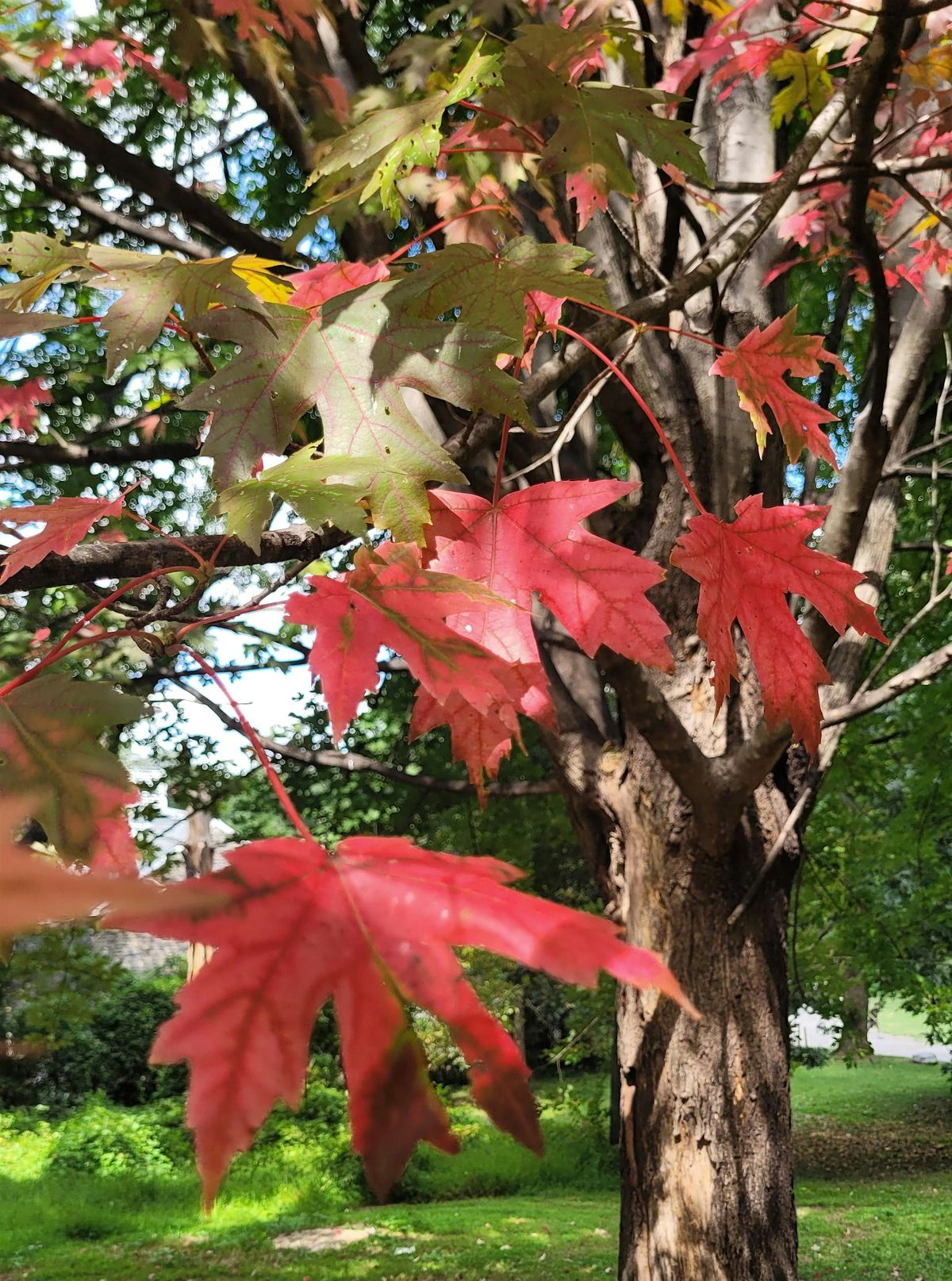 Meet the Trees this Fall!, 15 October | Event in Philadelphia | AllEvents