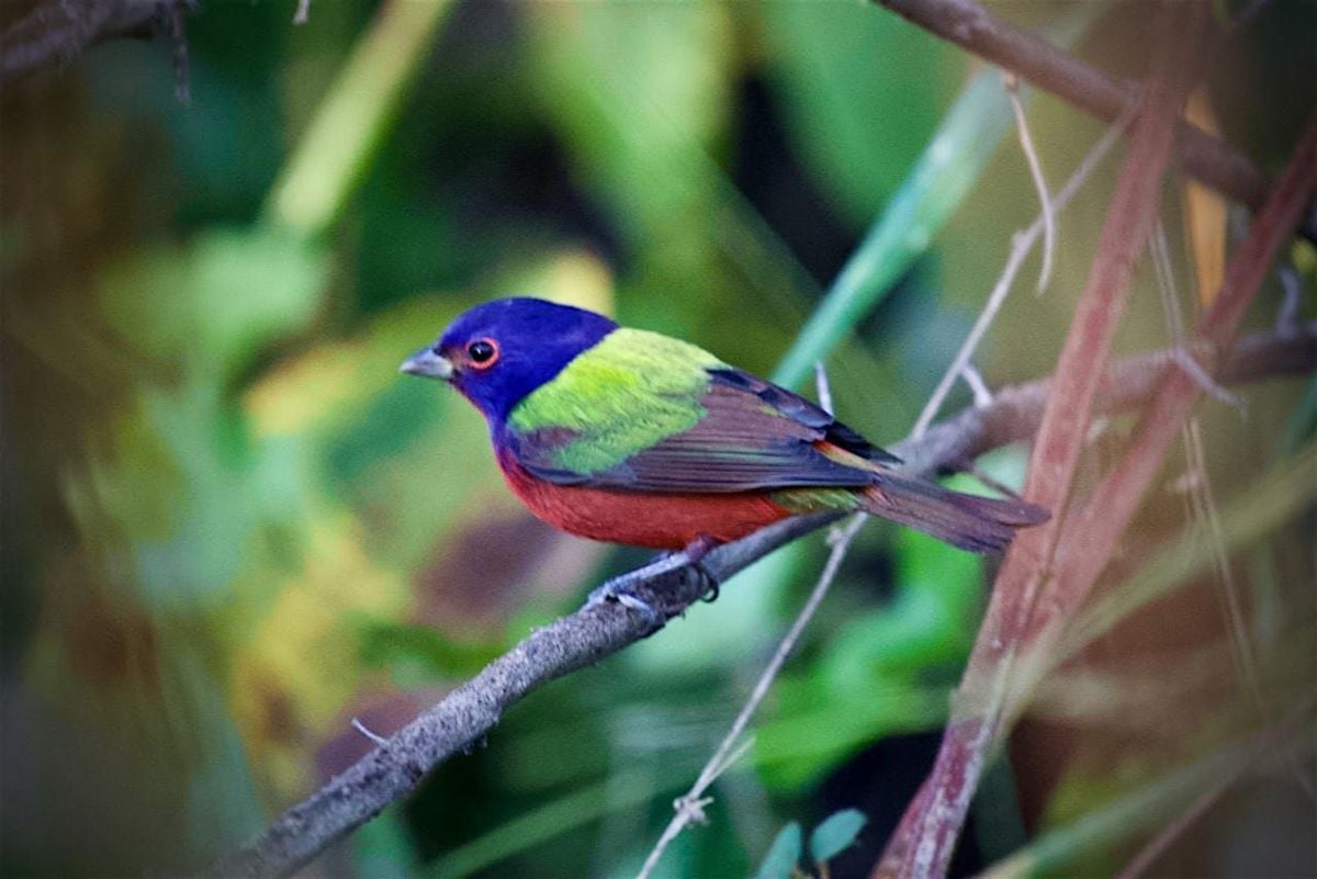 Guided Birding Walk: Spring Migration, 16 February | Event in Bonita Springs | AllEvents