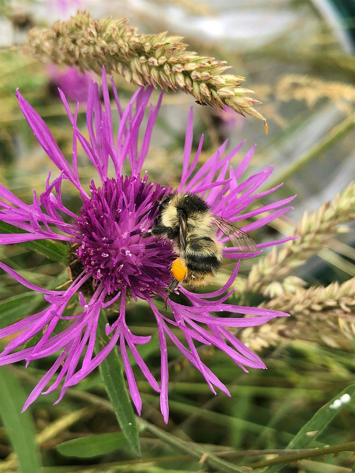 Discover Bumblebees at The Road to Nature., 22 August | Event in Duffryn | AllEvents