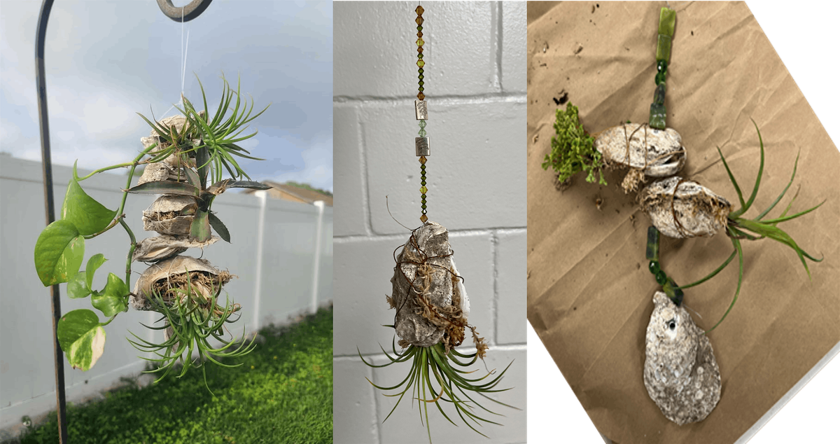 Hanging Air Plants- Oyster Garden Workshop, 19 June | Event in Odessa | AllEvents
