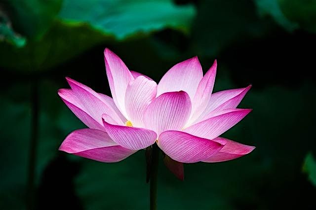Compassion Without Fatigue, 11 September | Event in Lee's Summit | AllEvents