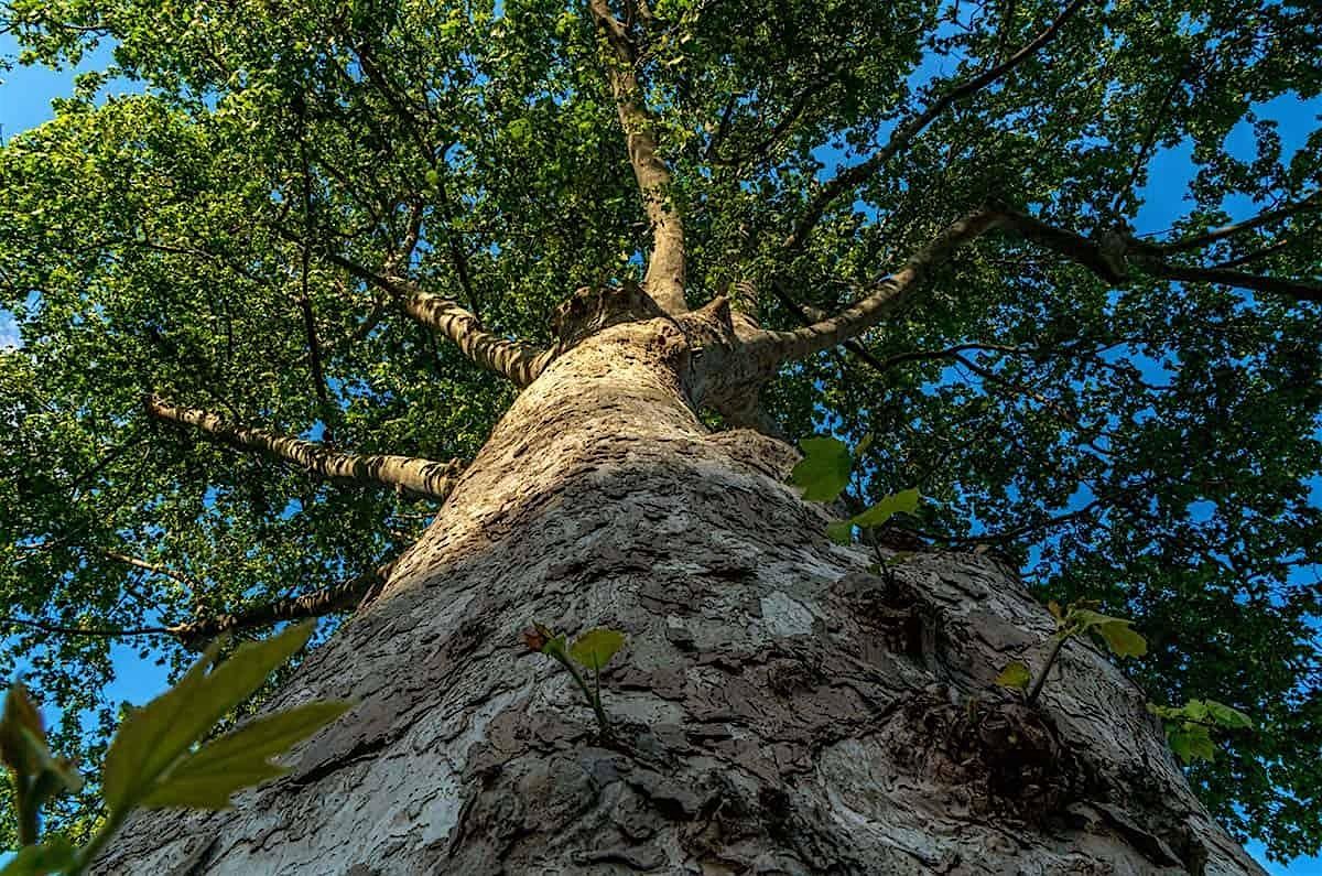 Beloved Earth: A Day Long Nature Connection Workshop, 25 May | Event in San Diego | AllEvents