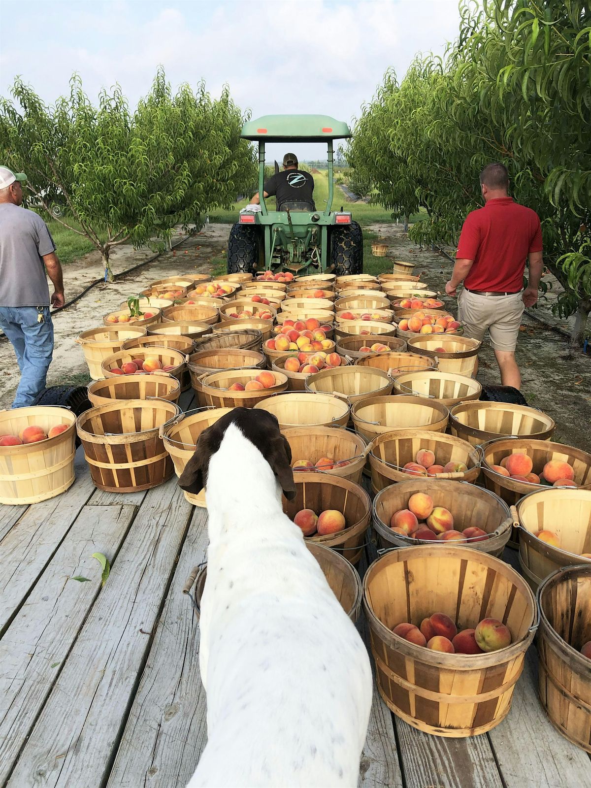 Homesteading Basics: Tree Fruits, 23 September | Event in Rockingham | AllEvents
