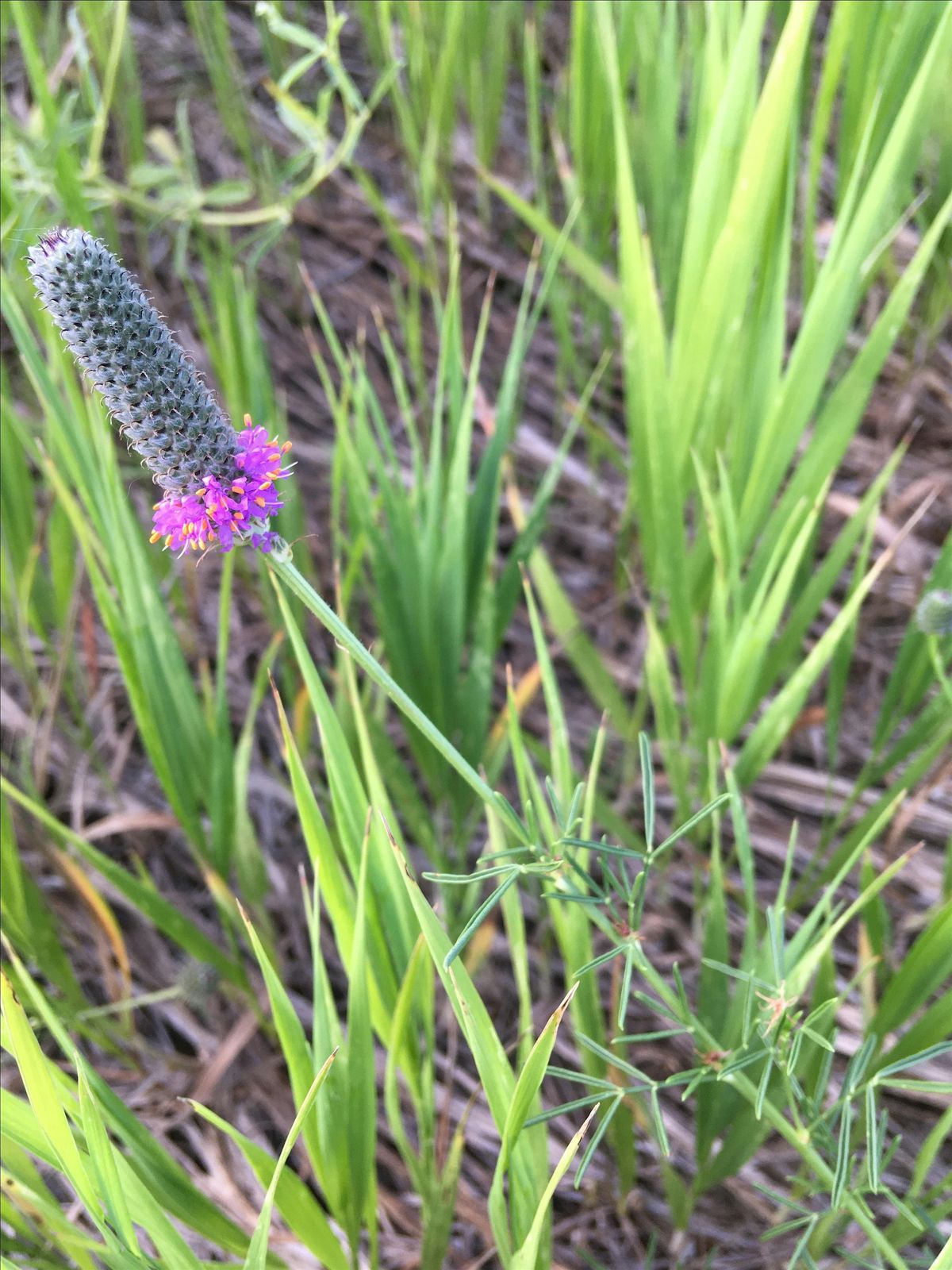 Native Plant Walk, 24 June | Event in Boulder | AllEvents