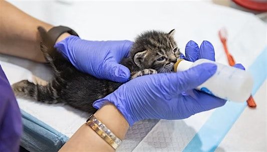 Kitten 101 Class | Event in San Jose | AllEvents