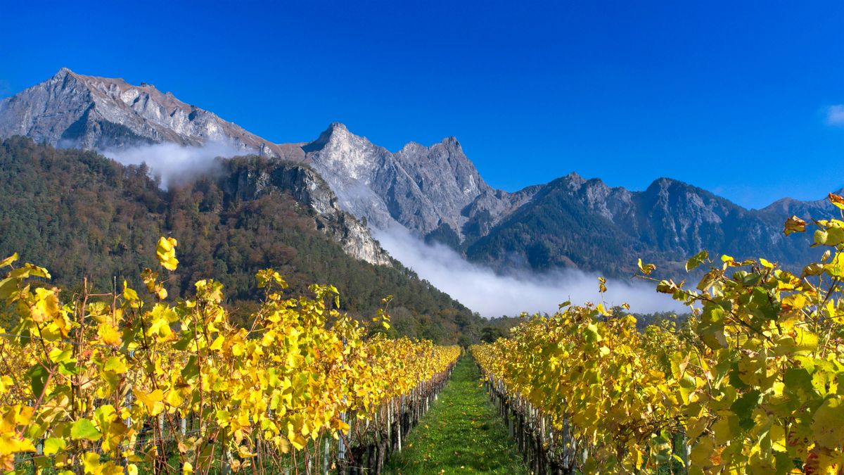 Exploring the Wines of Switzerland Masterclass and Tasting!, 12 November | Event in London | AllEvents