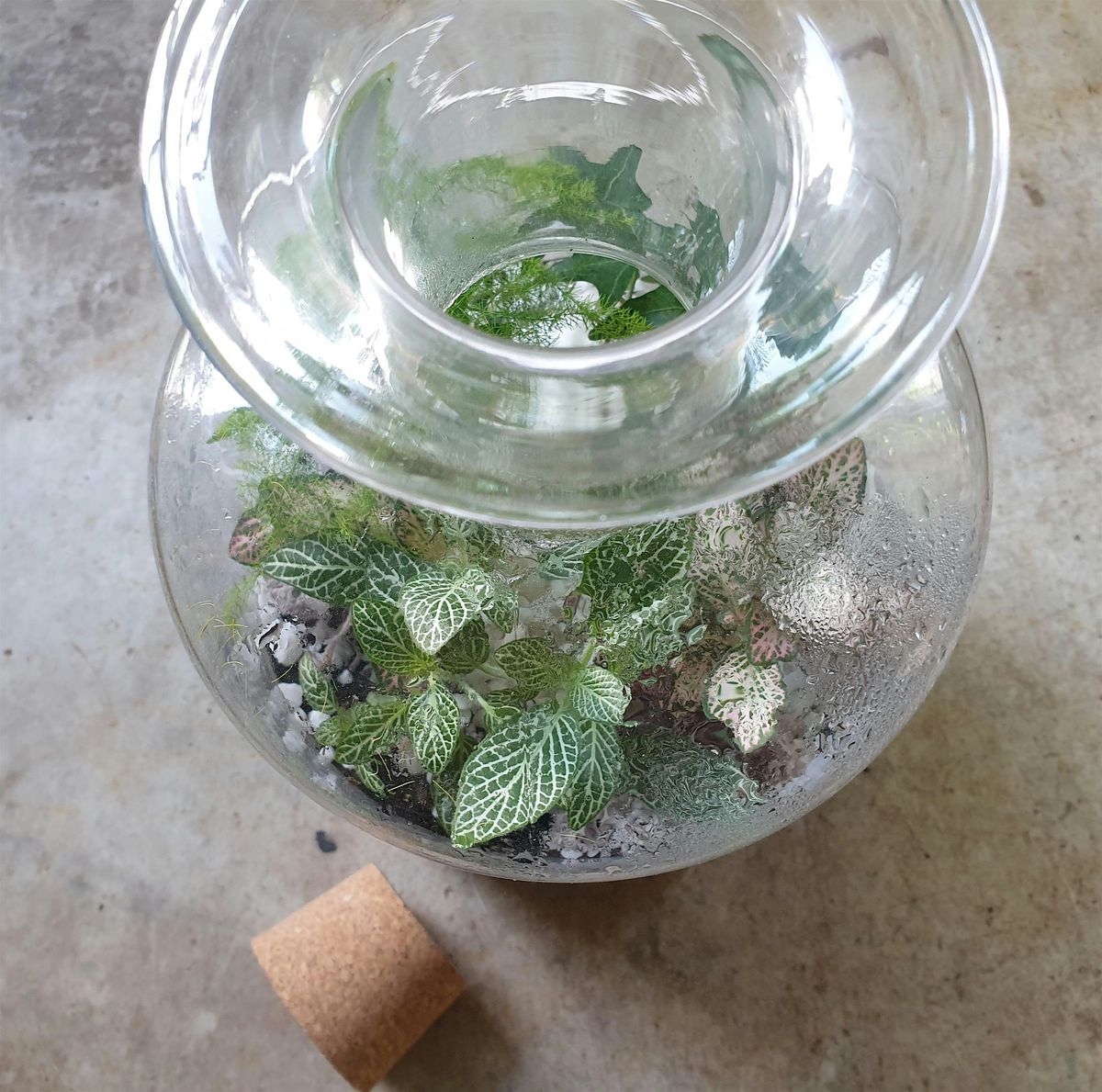 Terrarium workshop - build your own garden in a bottle, 8 November | Event in Brighton | AllEvents