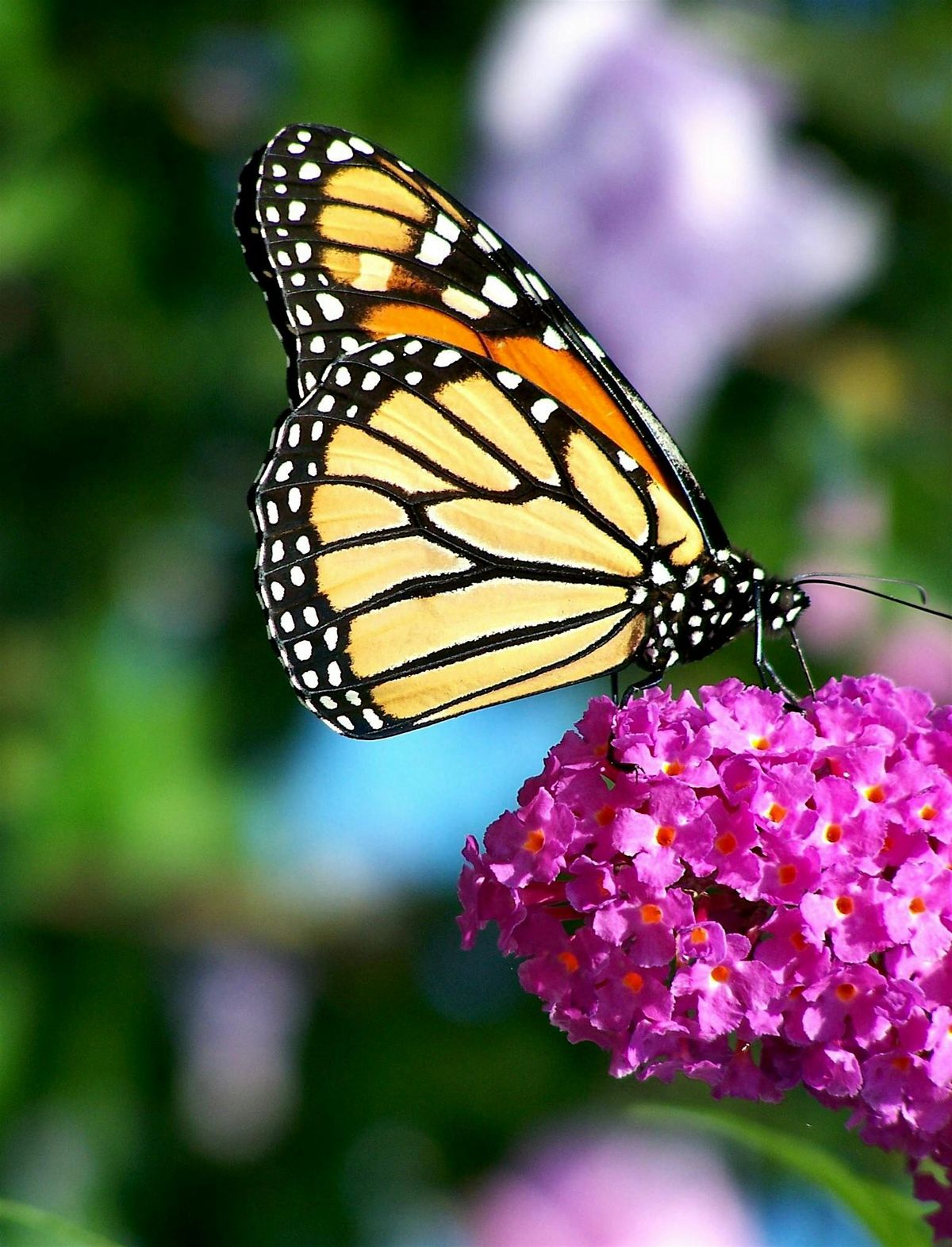 Monarch Butterflies With A Park Ranger, 2 August | Event in Detroit | AllEvents
