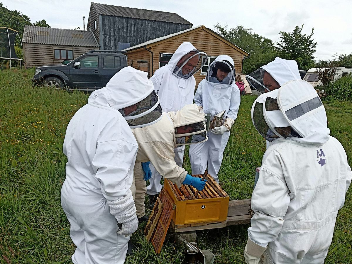 Practical Beekeeping - The Basics, 7 June | Event in South Molton | AllEvents