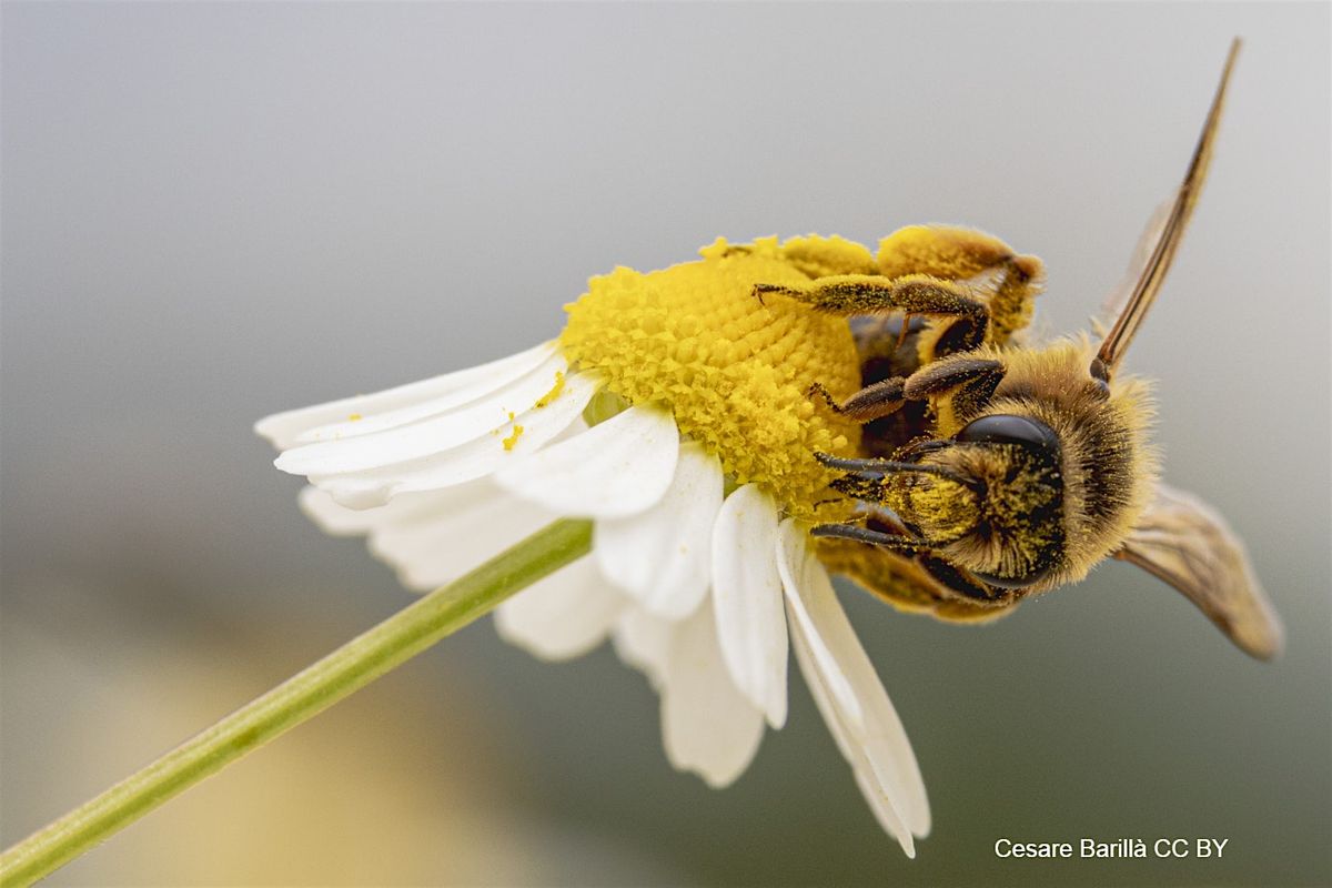 Pollinator ID Workshop, 19 July | Event in Henderson | AllEvents