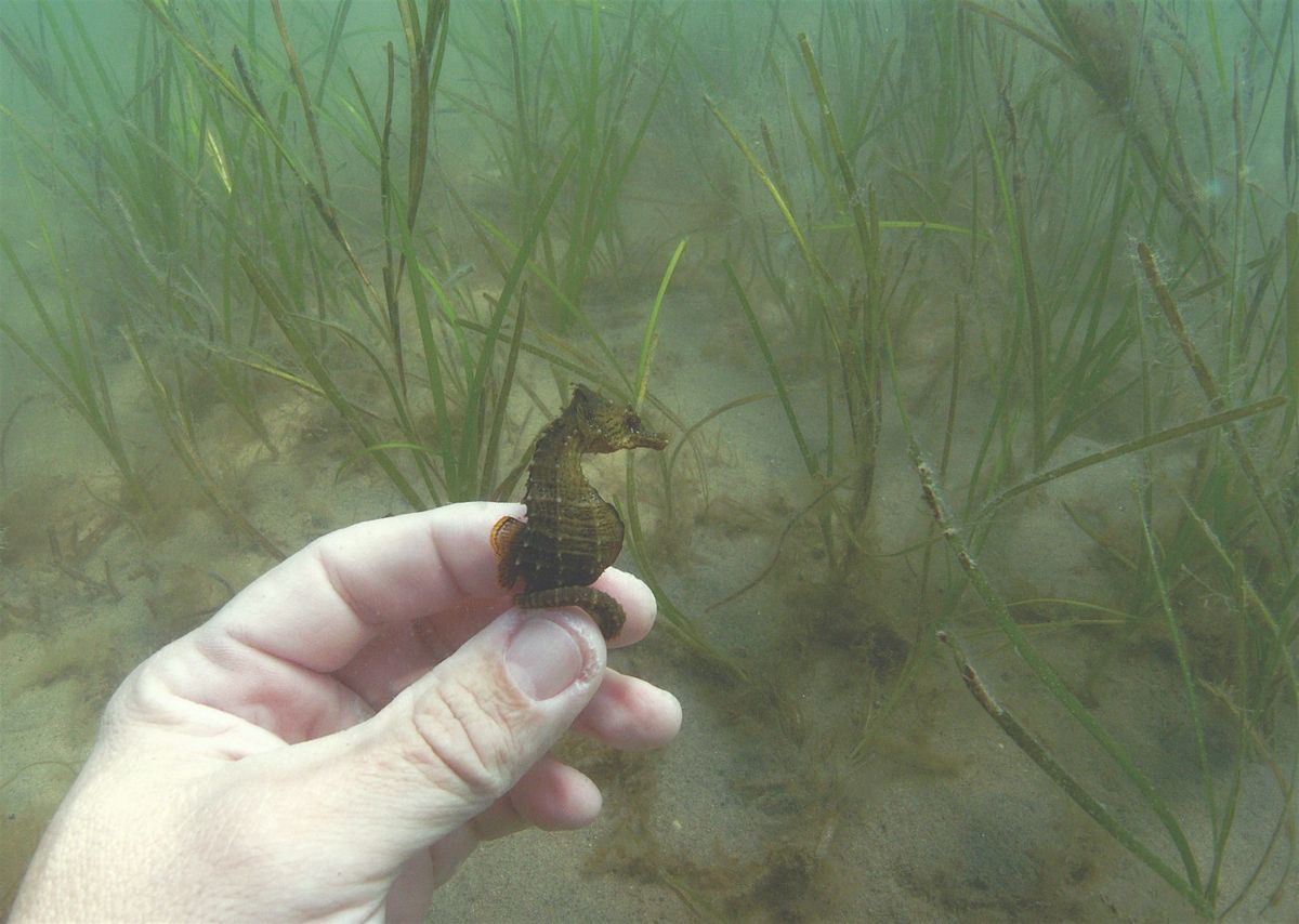 Stewardship Session: Seahorse Hotel at SCMELC, 13 August | Event in Southold | AllEvents