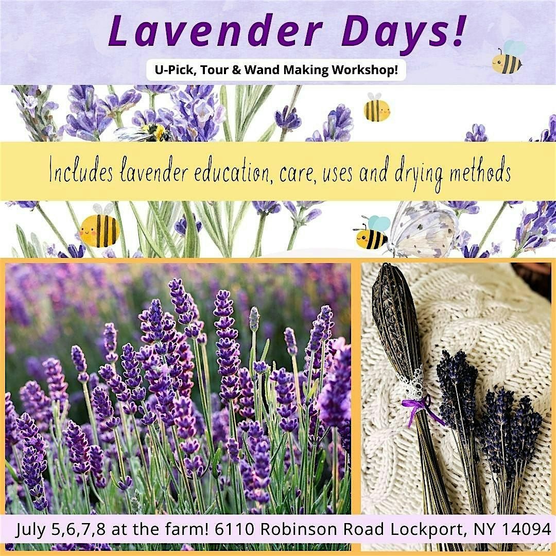 Lavender Days! 7/7 U-Pick Lavender, Tour, Education & Lavender Wand Making, 7 July | Event in Lockport