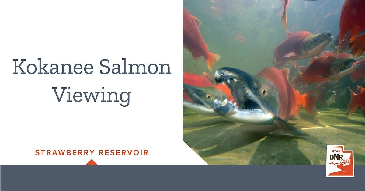 Kokanee Salmon Viewing Event - Strawberry Reservoir, 20 September | Event in Heber City | AllEvents