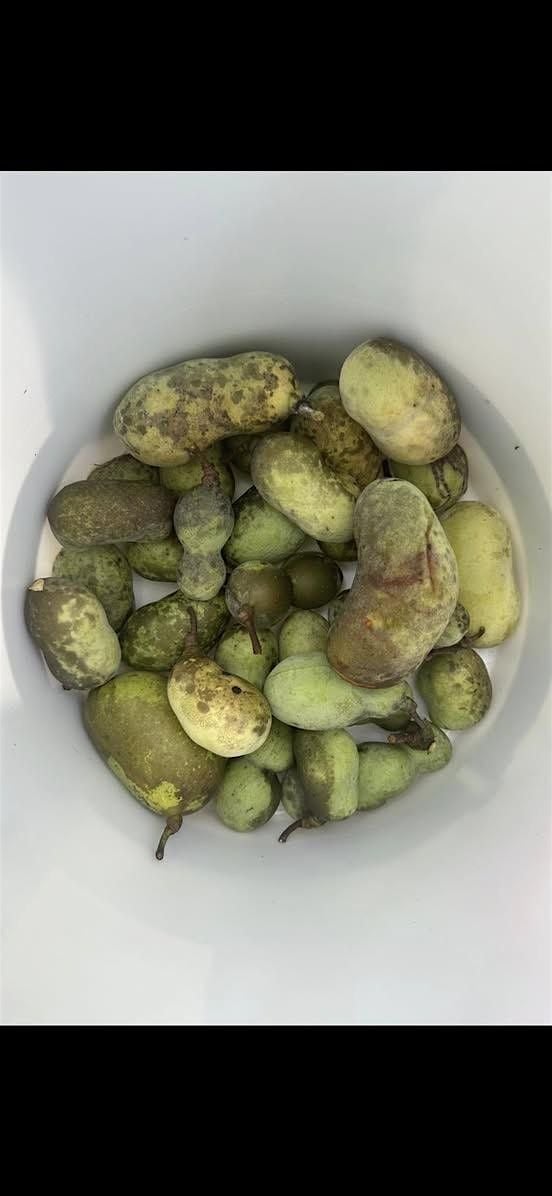 Fall 2025 Paw Paw Forage (Week 4 Saturday), 27 September | Event in Graham | AllEvents