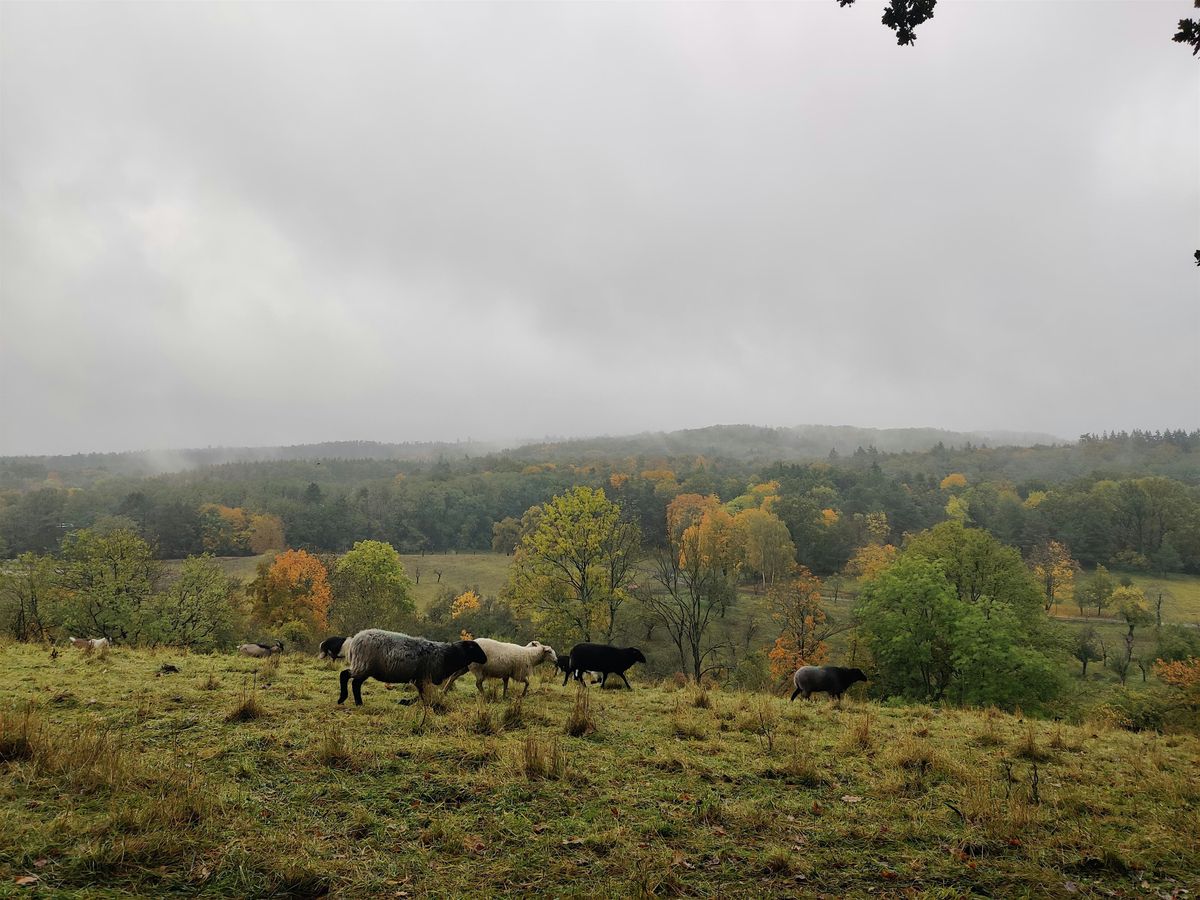 Autumn hike in Märkische Schweiz, 18 October | Event in Berlin | AllEvents