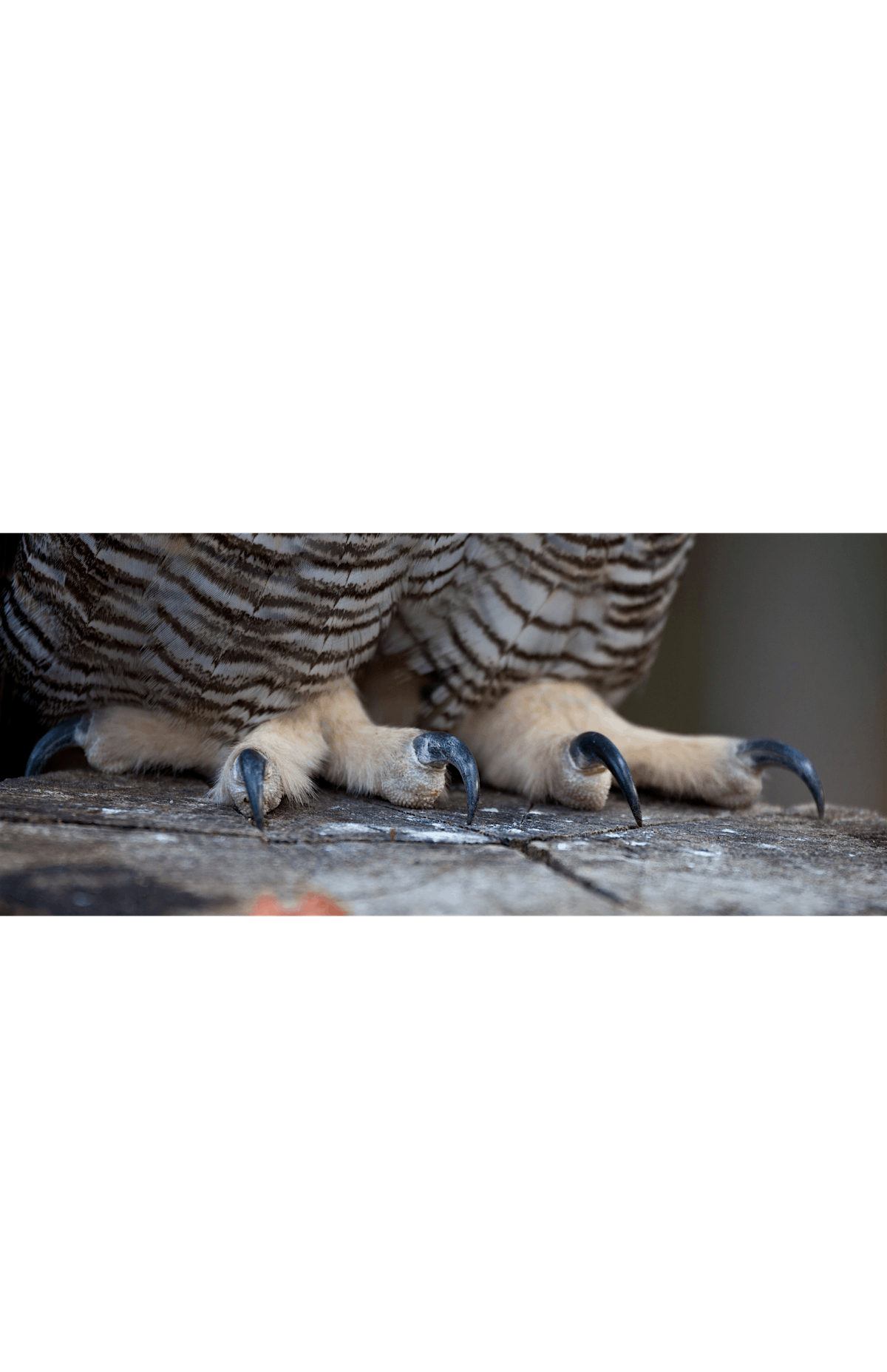 Owl Pellet Dissection - Children's program 8+, $4 cash per child at arrival, 21 December | Event in Kings Park