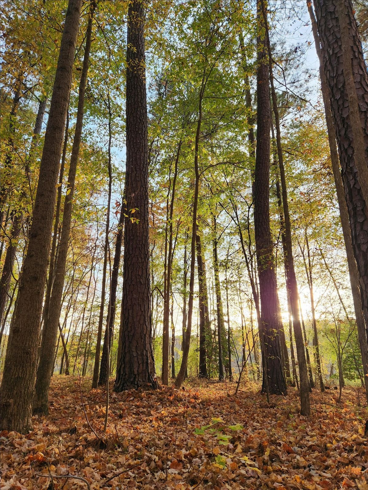 Forest Bathing Experience, 29 June | Event in Cary | AllEvents