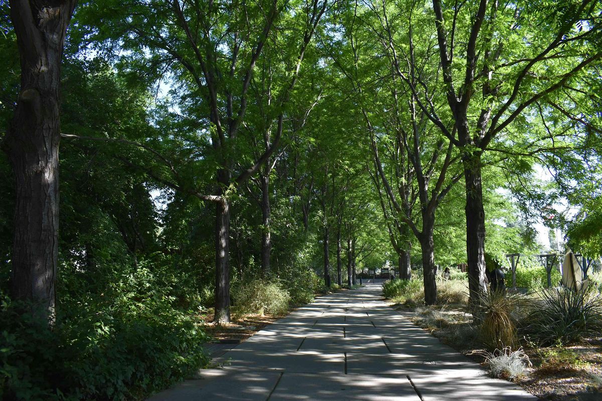 Guided Forest Bathing Walk, 5 July | Event in West Jordan | AllEvents