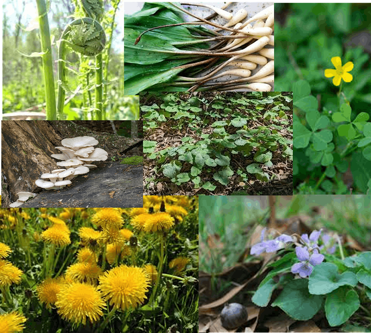 Native Plant Foraging Workshop, 10 May | Event in Plymouth | AllEvents