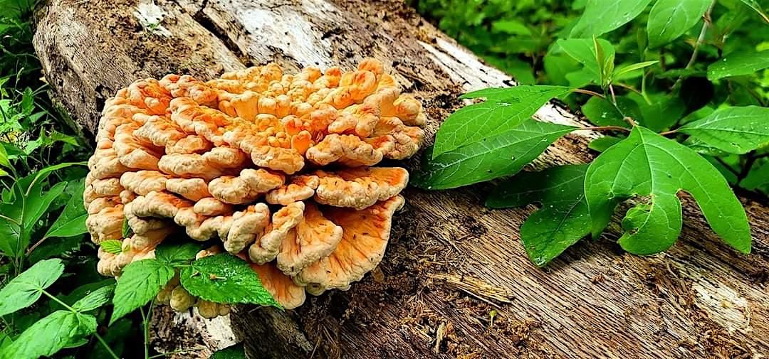 Eat the Neighborhood Foraging Tour & Dinner: Khepri Kitchen Mount Prospect, 26 July | Event in Mount Prospect
