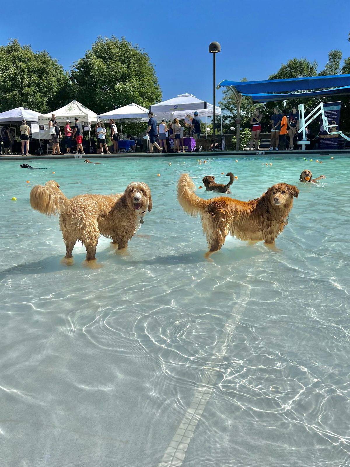 2025 Doggie Splash, 6 September | Event in Highlands Ranch | AllEvents
