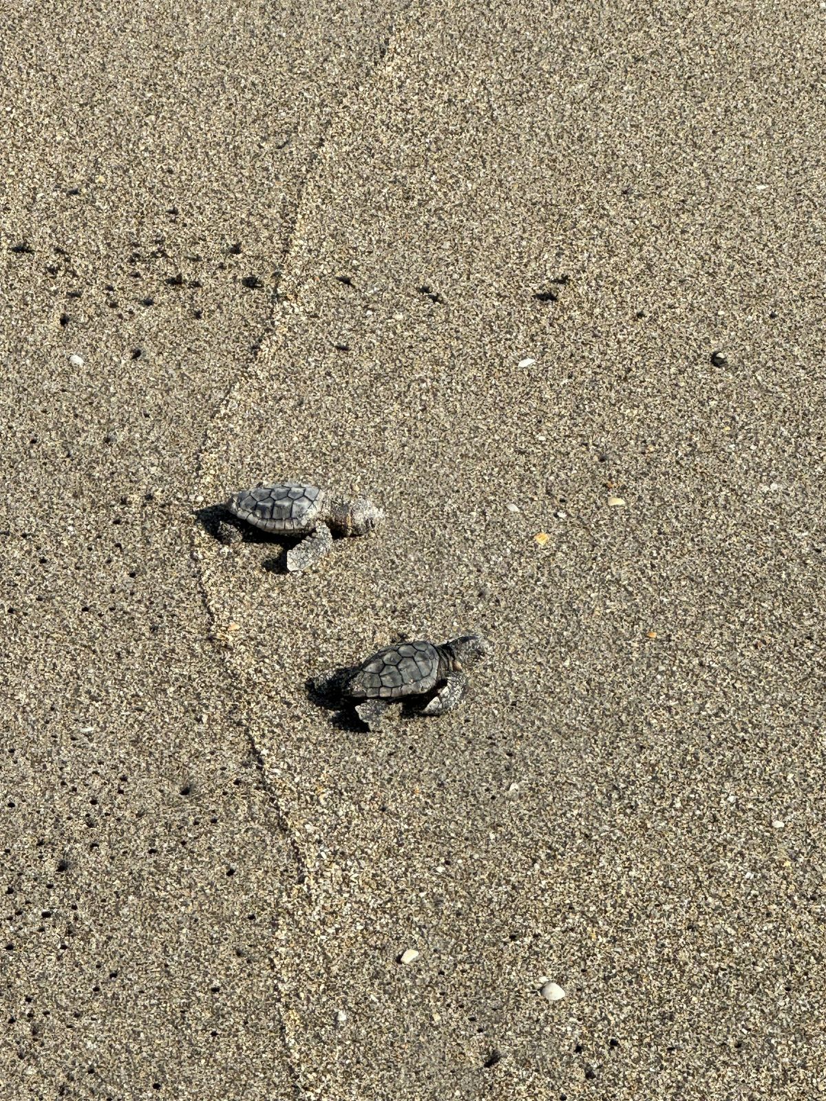 2025 Sea Turtle Season Recap Beach Walk, 16 October | Event in Stuart | AllEvents