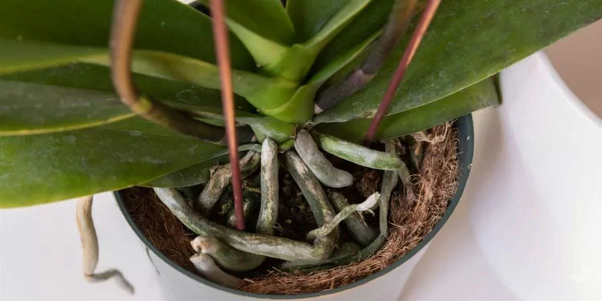 Orchid Lecture & Repotting, 31 January | Event in Glenside | AllEvents