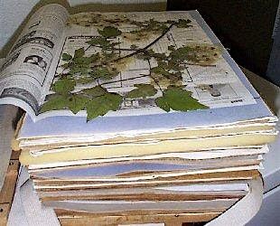 Making Pressed Plant Vouchers, 3 November | Event in Mocksville | AllEvents