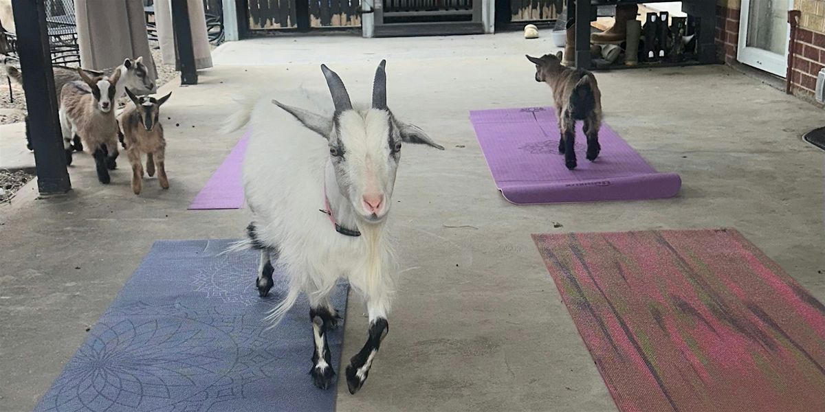 Baby Goat Yoga, 17 May | Event in Denver | AllEvents