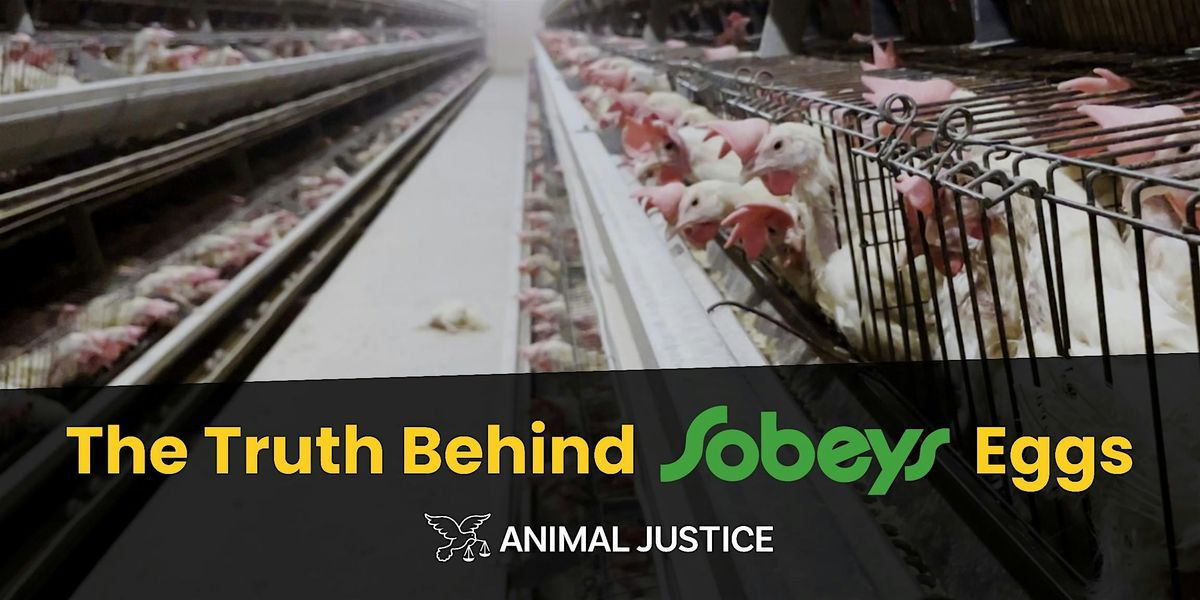 Nation Wide Sobeys Protest: Time to turn up the heat, 29 November | Event in Edmonton | AllEvents
