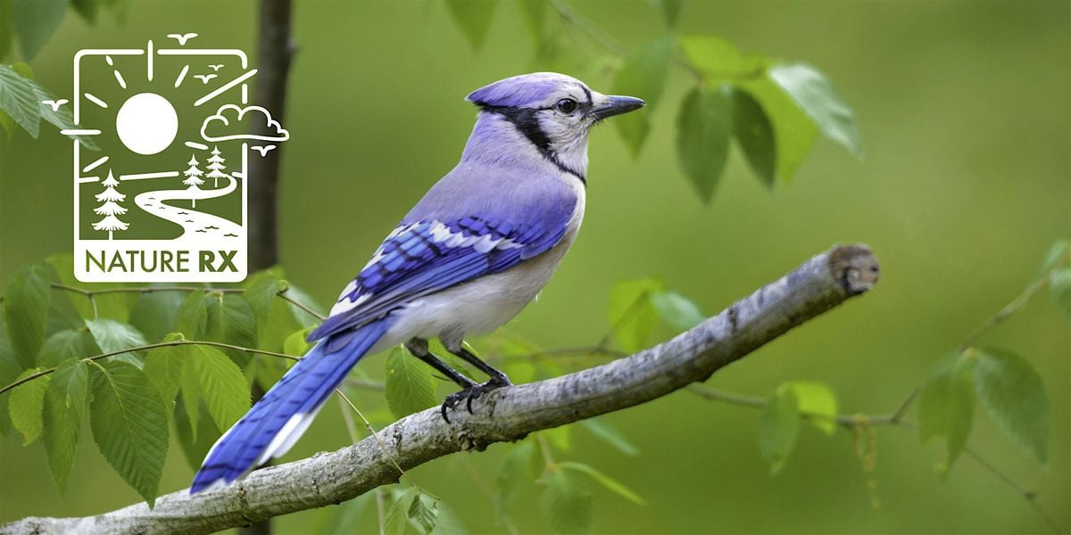 Nature Rx Mindful Senses Series | Sound: Observing Birdsong, 13 May | Event in Peninsula | AllEvents