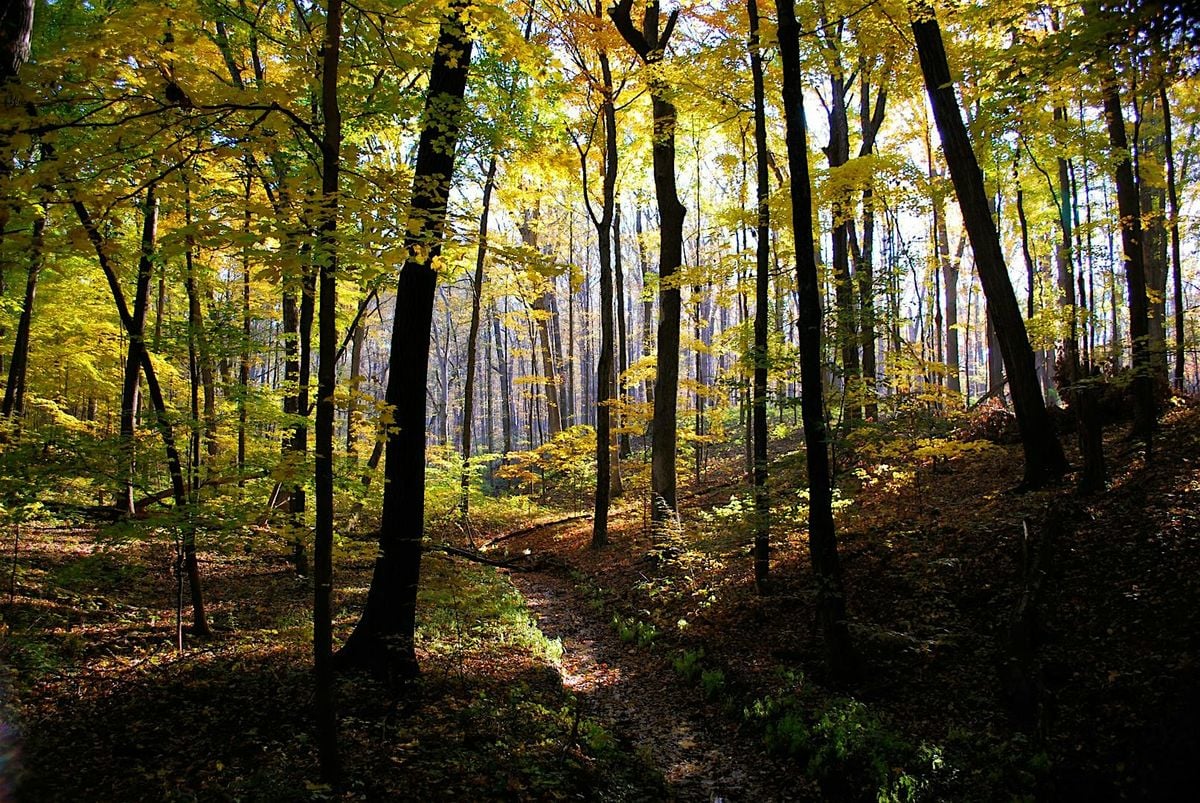 Graphic Novel Book Club: The Inner Life of  Trees, 18 September | Event in Bristol | AllEvents