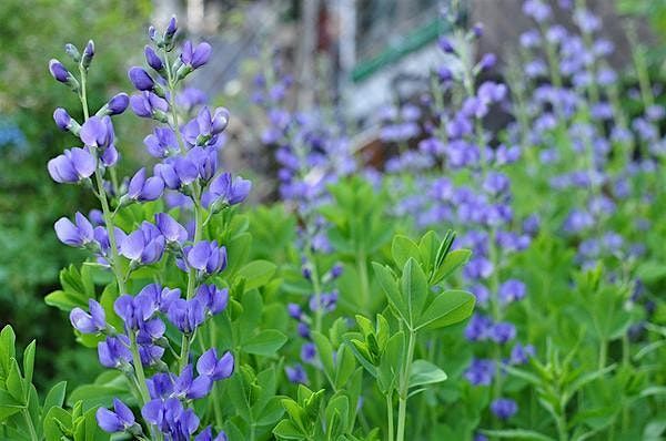 Native Perennials for the Home Garden, 11 September | Event in Pittsboro | AllEvents