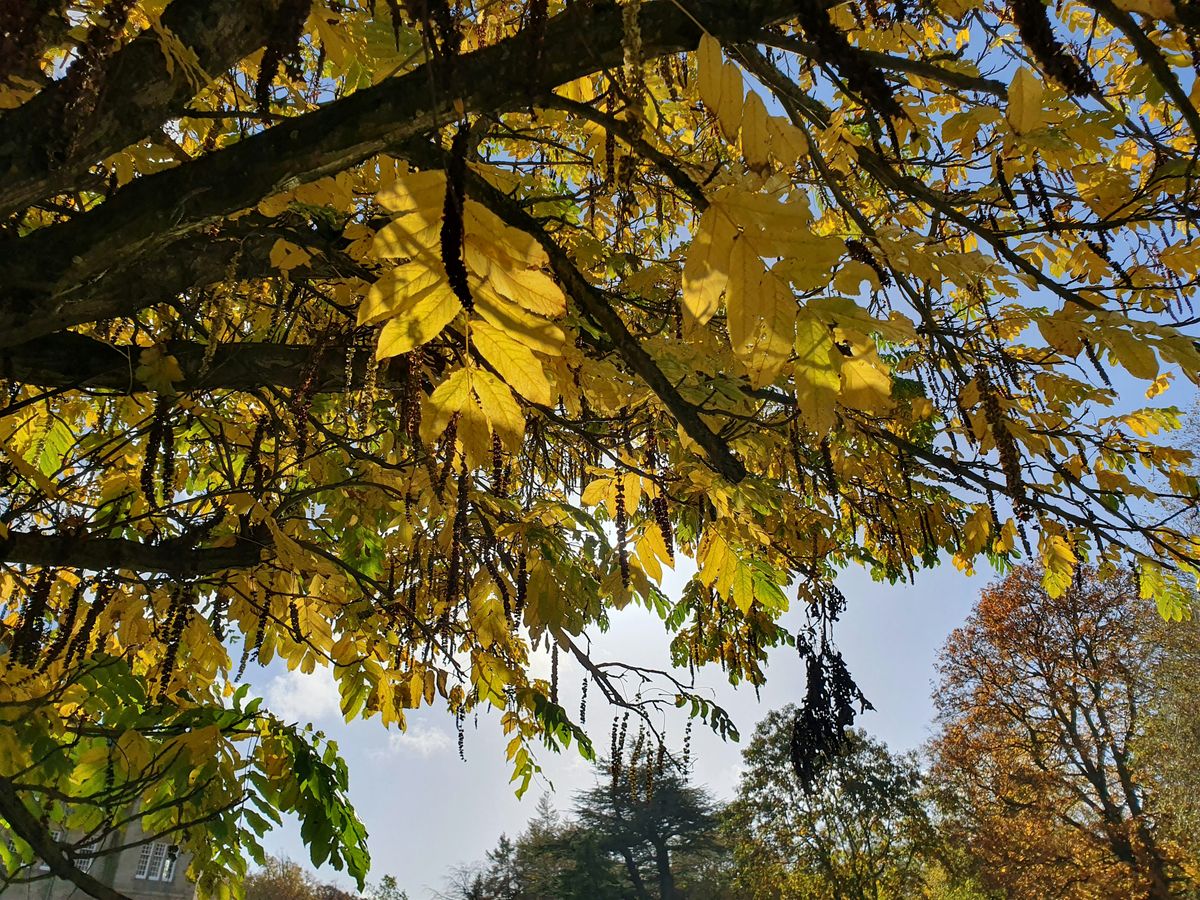 Forest Bathing Walk - Taster session, 26 October | Event in Edinburgh | AllEvents