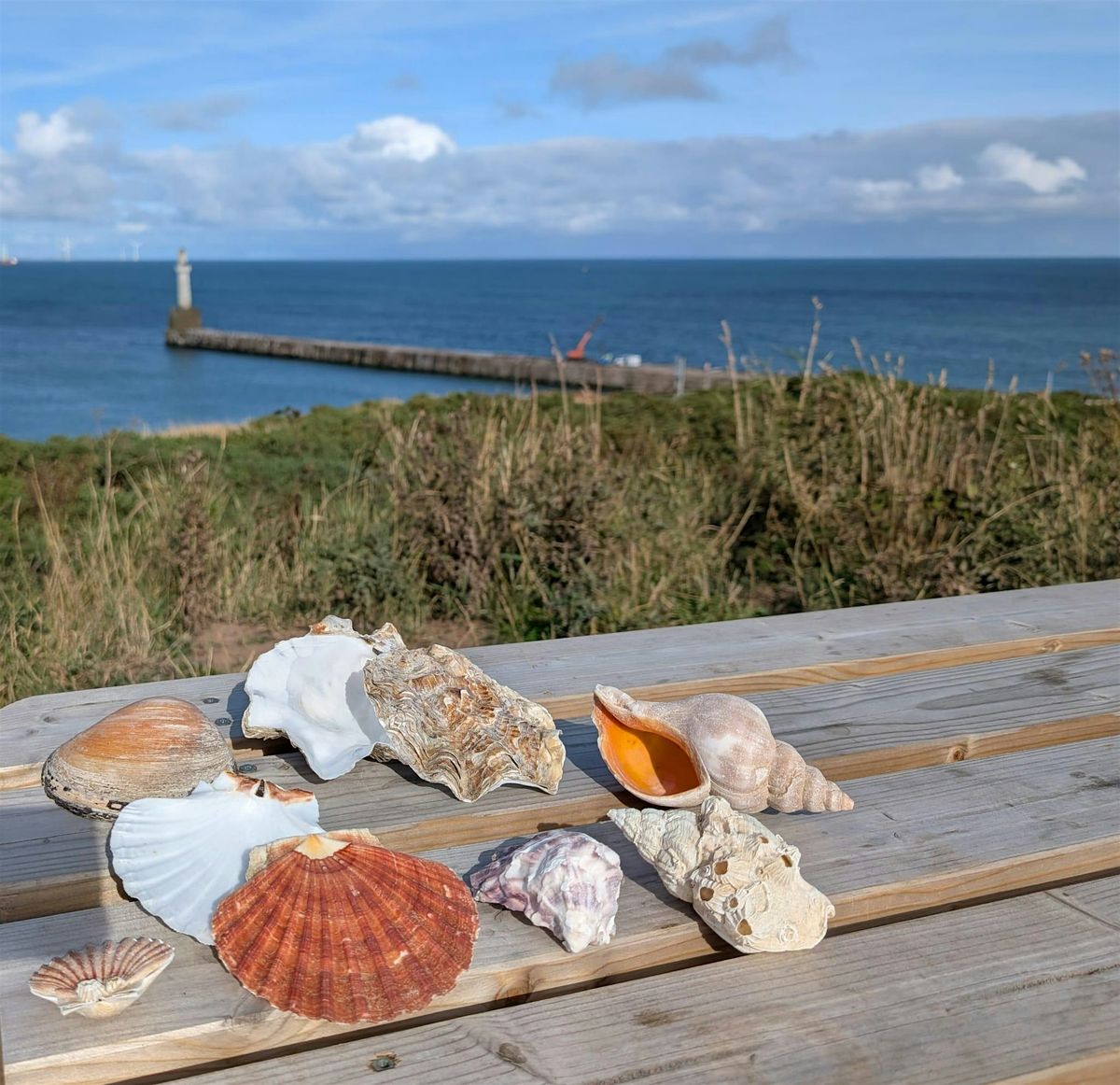 Greyhope Morning: the Science of Shells, 21 October | Event in Aberdeen | AllEvents