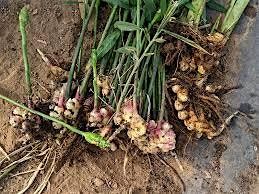 Ginger/Turmeric Field Day, 30 September | Event in Denton | AllEvents
