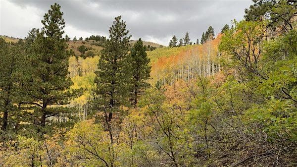 2025 - Cindy Calbaum: Identifying Conifers of the Escalante Mountains, 22 September | Event in Escalante | AllEvents