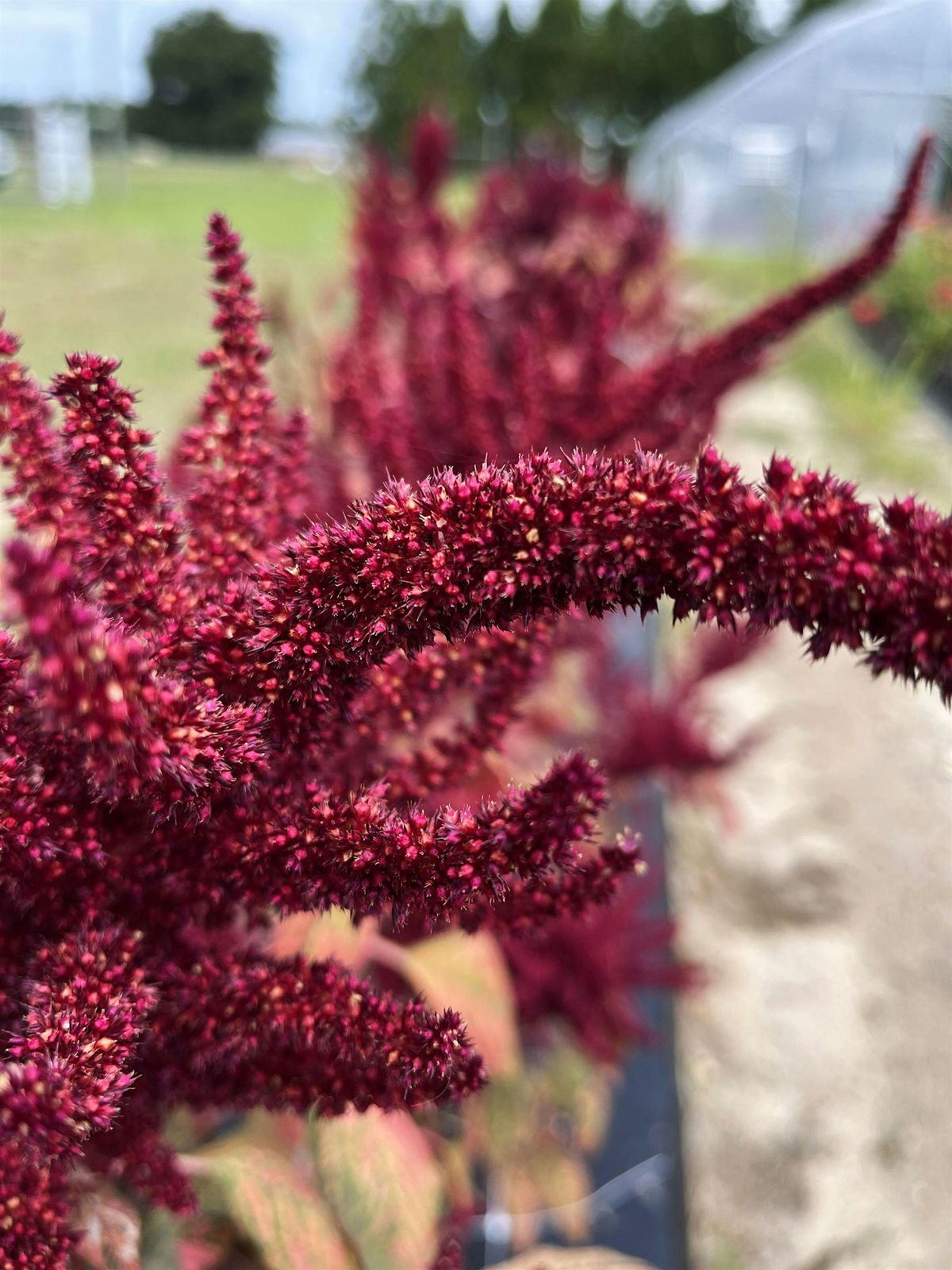 Homesteading Basics: Amaranth Lunch n' Learn | Event in Rockingham | AllEvents