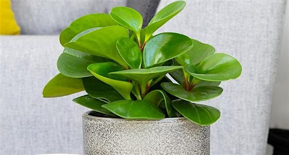 Plant Lovers' Class | Emrys Davis, instructor, 3 June | Event in Gloversville | AllEvents