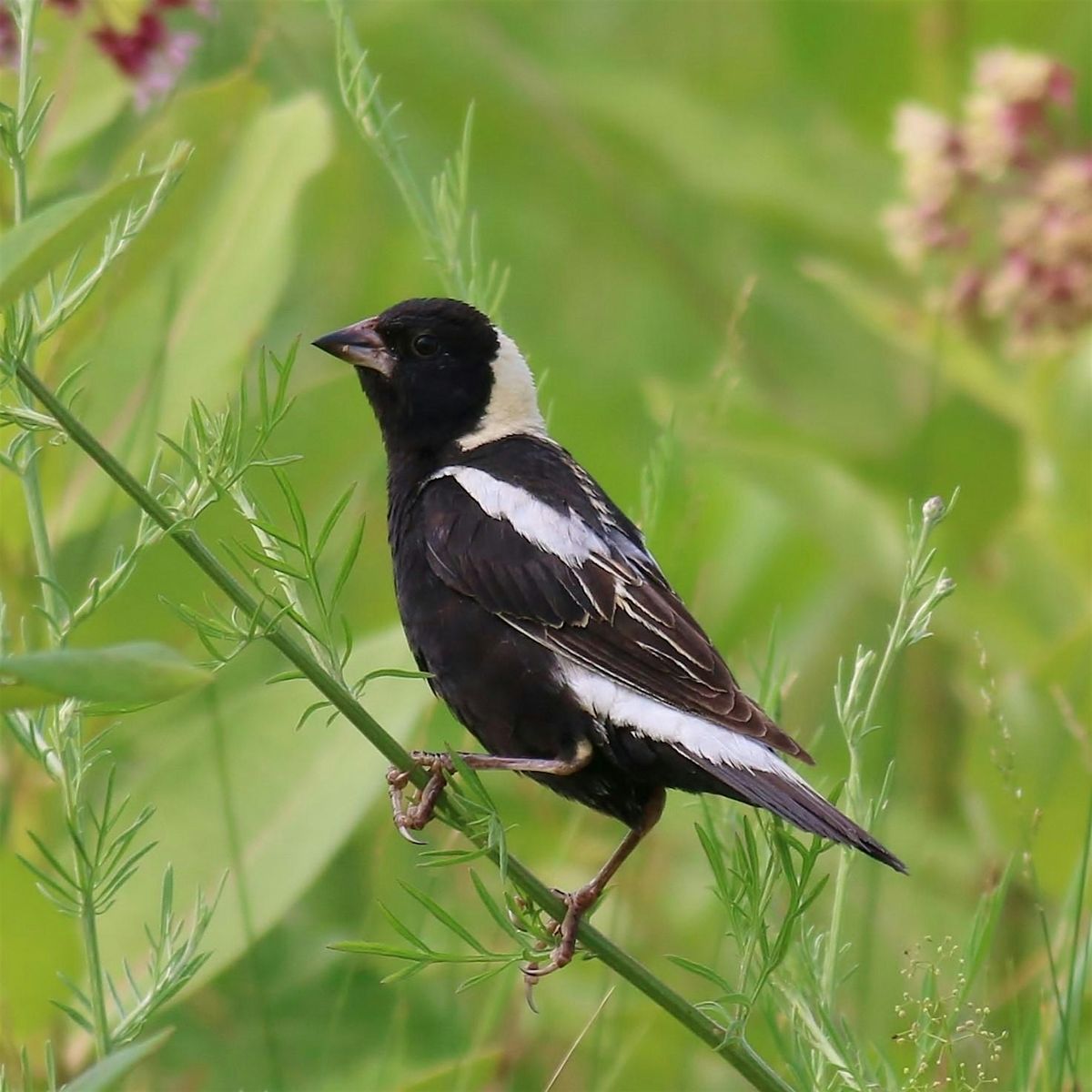Birdwatching with the Saw Mill River Audubon Society, 12 June | Event in Pleasantville | AllEvents